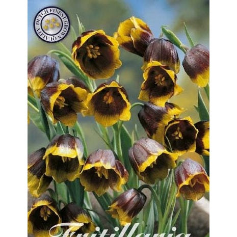 Grå klokkelilje - Fritillaria Uva vulpis 'Uva Vulpis' 10-pakning